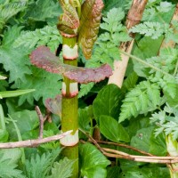 Japanese Knotweed